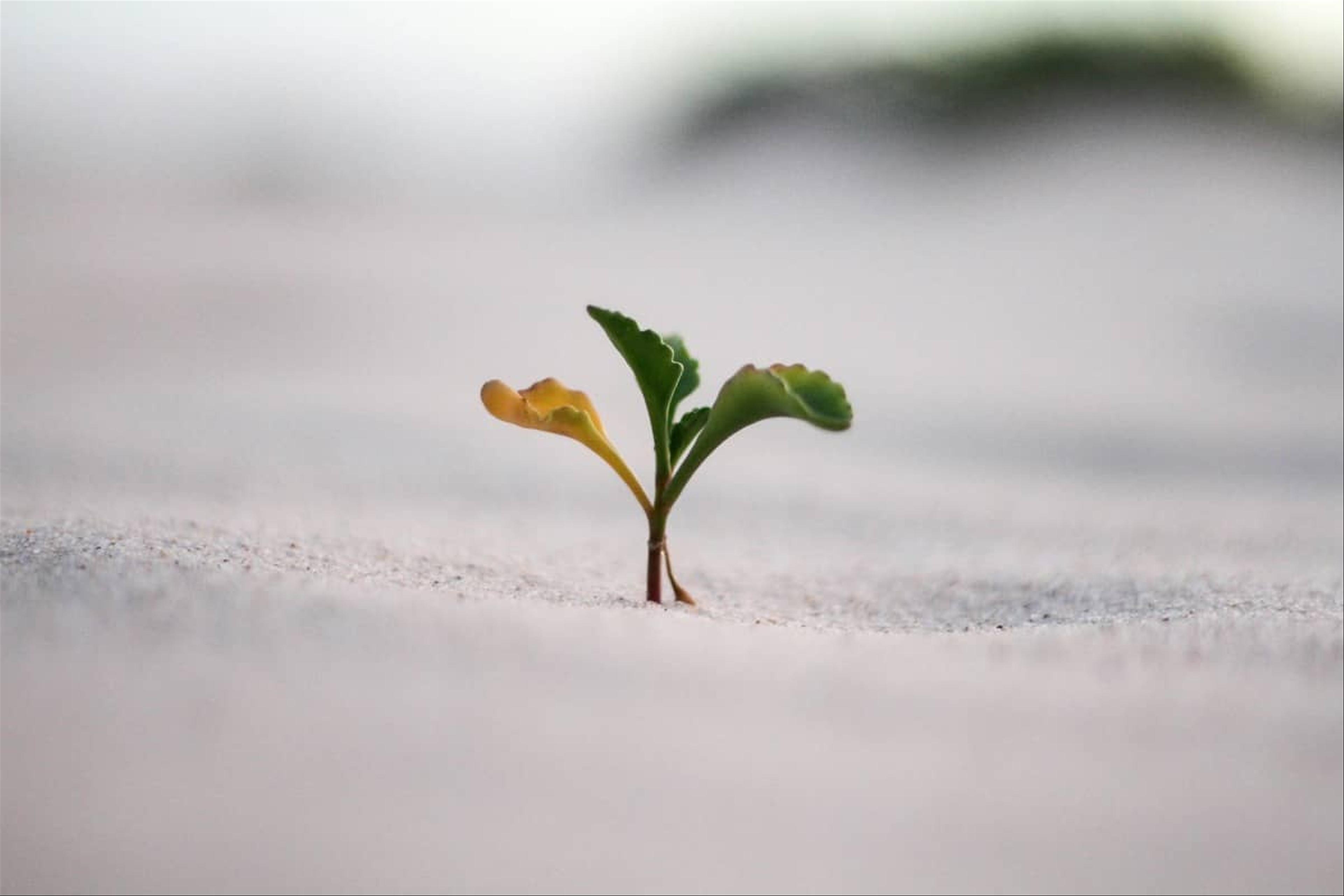 Cultivating a Growth Mindset for Lifelong Learning